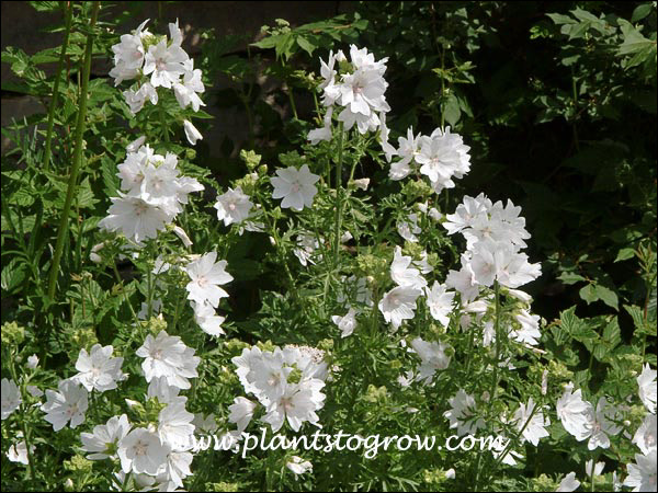 This plant looks exactly like Malva alcea Fastigiata, a pink form of Malva that was an aggressive re-seeder in my gardens.  Will the white form do the same??